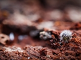 Kugelspringer (Sminthuridae, Collembola) von dem erst kürzlich entdeckten Pilz Pandora batellata parasitiert. Kugelspringer sind sehr klein, sie werden nur 0,5 bis 2 mm groß.